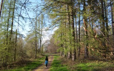 Forest Bathing